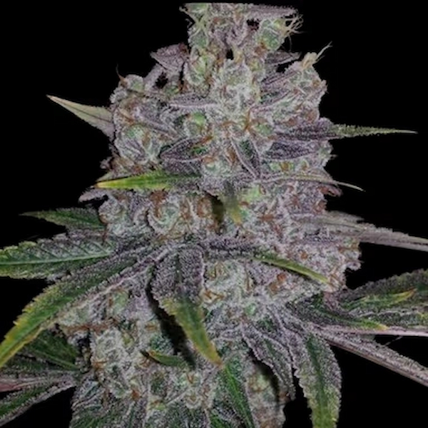 Red Lotus > Conscious Genetics | Feminized Cannabis   |  Indica